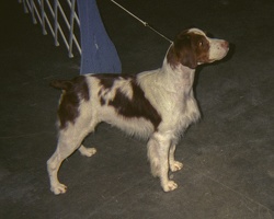 339-06- 199908 Sedalia Dog Show